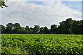 Field of potatoes