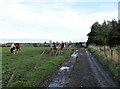 NZ1153 : Horses beside a muddy path by Robert Graham