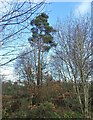 NZ1253 : Pine tree at intake Plantation by Robert Graham