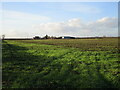 Autumn sown crop and Holme Barn Farm