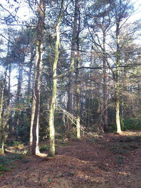 Wintry trees in Gallowsbank Wood