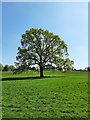 Tree in Abbey Fields Kenilworth