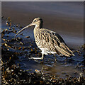 NT9953 : A curlew (Numenius arquata) by Walter Baxter