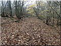 TQ6438 : Path in Little Sandhurst Wood by Marathon
