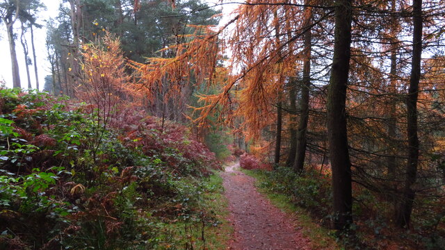 Autumn colours at southeast end of Manners Wood near Rowsley