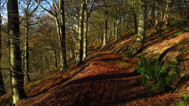 Concessionary path through Manners Wood near Bakewell