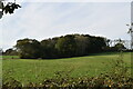 Woodland near The Cuckoo Trail