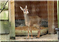 Kirk?s dik-dik, Wild Place