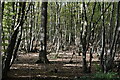 TQ5815 : Cowden Wood by N Chadwick