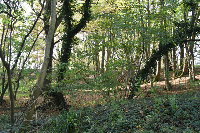 Woodland by The Cuckoo Trail