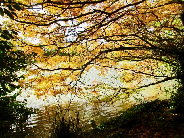 Sherborne Castle - Autumn gold