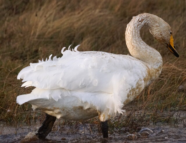 Whooper Swan (Cygnus cygnus), Uyeasound
