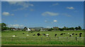 Cattle grazing, Gairney Bank