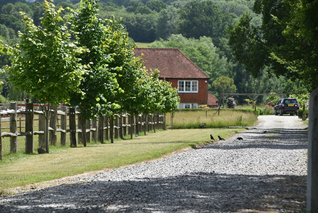 Line of trees, Moat Farm