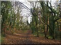 Path in Thorncliffe Wood