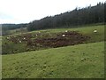 SK1689 : Sheep grazing north of Lockerbrook Farm by Christine Johnstone