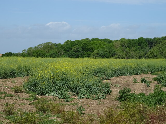 Oilseed rape crop and woodland © JThomas :: Geograph Britain and Ireland