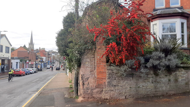 Pyracantha in context