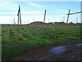 Hop field at Bosbury