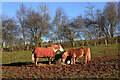 Ponies at Cowdenknowes