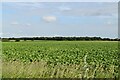 Arable farmland