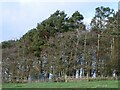 Gate and stile by Knockknowe Plantation