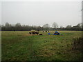 Grazing sheep, Balderton