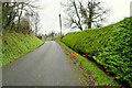 A deep bank and a large hedge along Corlea Road