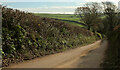 Lane to Capton Bridge