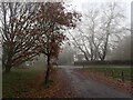 Early morning fog at Hook Green