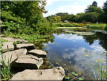 TL4557 : Lake and stepping stones, Cambridge University Botanical Garden by Ruth Sharville