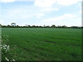 Crop field near Sotby