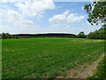 Crop field off Wass Lane