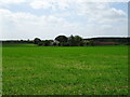 Crop field towards Moor Farm