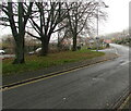 Deciduous trees, Greenhill Way, Crickhowell