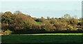 Trees and fields, Galmpton