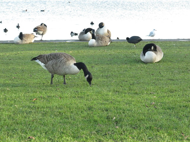 Canada Geese, Killingworth Lake