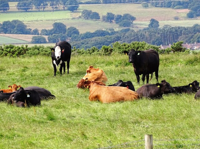 Grazing cattle beside the railway Path