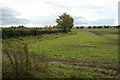 Emerging crop near Motty Mead Farm