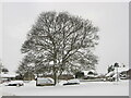 Fadmoor in the snow 3