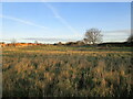 Uncultivated field on the edge of Newark