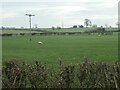 Sheep grazing east of Clap Gate