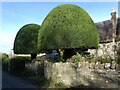 Topiary at Yew Tree Cottage