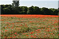 Poppy and wild flower meadow