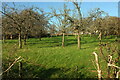 Orchard near Barkingdon Manor