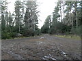 Path in Culloden Forest