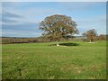 Pasture, north of Ryme Intrinseca