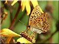 Silver washed fritillary butterfly