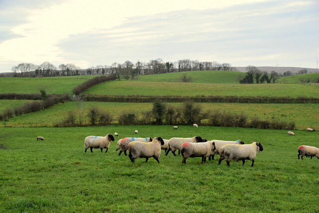 Sheep, Dunwish