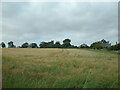 Barley field between Barns of Craig and Kirkton of Craig, Montrose